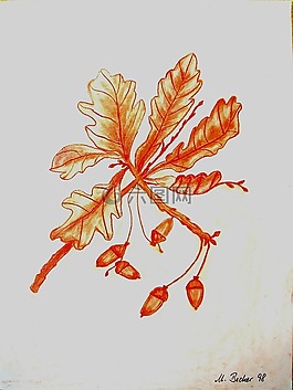 橡子,科,樹