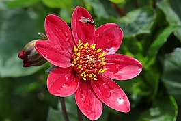 娇琴纱,花,复合材料