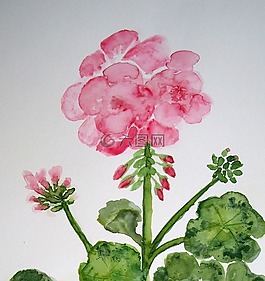天竺葵,花,開(kāi)花