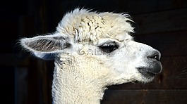 羊駝,頭,動物