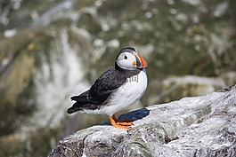 海雀,法恩,鳥