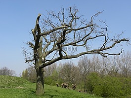 樹,性質(zhì),樹木