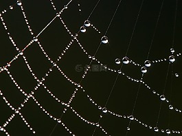 蜘蛛网,露珠,水滴