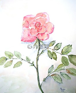 玫瑰,花,開花