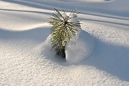 雪,太阳,年轻的云杉