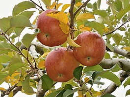 苹果,林戈,这棵苹果树