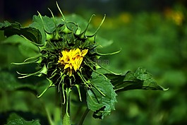 太陽花,綠色,黃色
