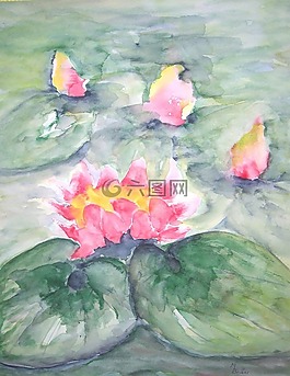 睡蓮,湖,池塘
