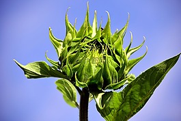 太阳花,芽,向日葵芽