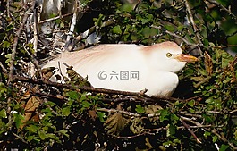 牛背鹭,ave,动物