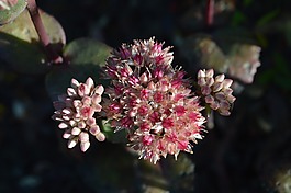 hylotelephium,花卉,鮮花