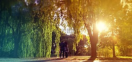 性質,太陽能,樹