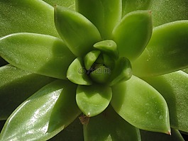 蘆薈,綠色,植物