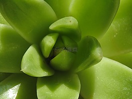 蘆薈,綠色,植物
