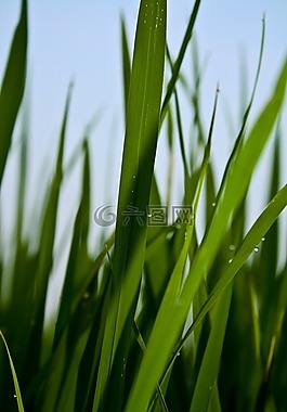 綠色,麥田,植物
