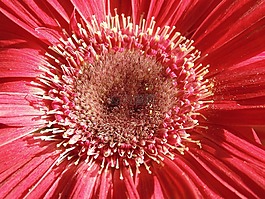 非洲菊,花,雄蕊