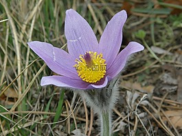 花,紫,開(kāi)花