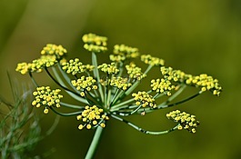 黃色,綠色,植物