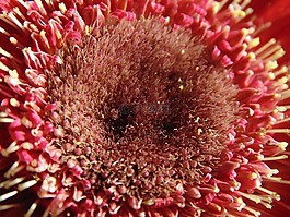 非洲菊,花,雄蕊