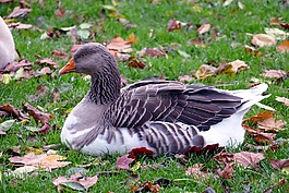 鵝,鳥,動物