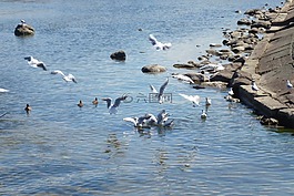 海鷗,海,海灘