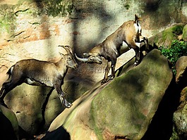 動(dòng)物,摩羯座,山