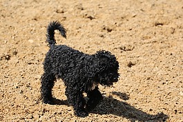 獅子狗,小狗,黑色