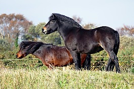 設得蘭群島小馬,馬匹,小馬