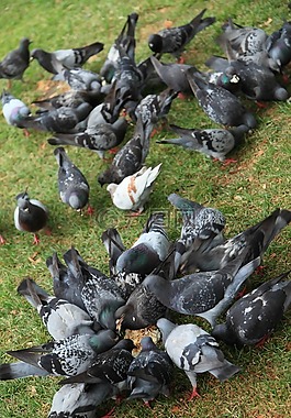 動物,鳥,鴿子