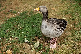 動物,鳥嘴,鳥