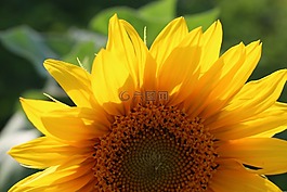 太陽花,黃色,廠