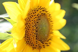 太陽花,黃色,廠