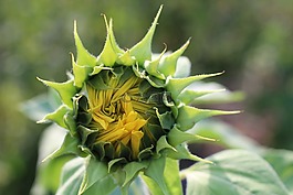 太陽花,黃色,廠