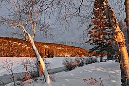 冬天,雪,樹