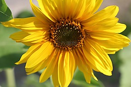 太陽花,黃色,廠