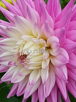 粉紅色,花,花瓣
