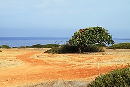海岸,海岸線,綠色
