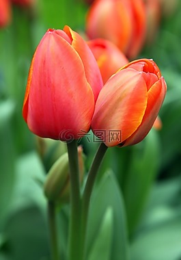 背景,盛開(kāi),開(kāi)花