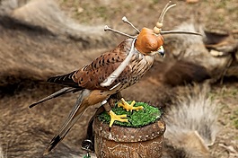 性質(zhì),動物,鳥