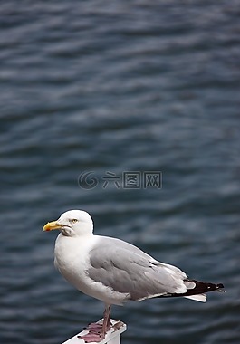 動(dòng)物,鳥嘴,鳥