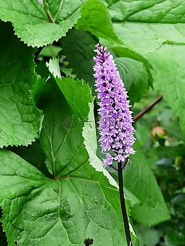 orchide,花卉,干