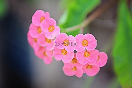 盛開,花,粉紅色