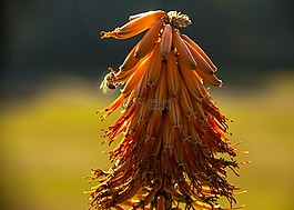 蜜蜂,芦荟,花