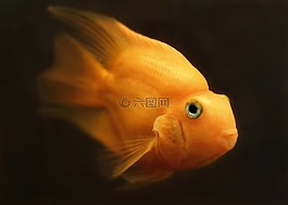 魚,金魚,水