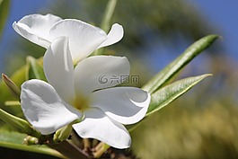 花,特寫,白