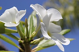 花,白,自然