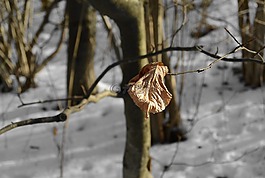 葉子,冬天,雪