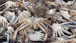 海鮮,螃蟹,食品
