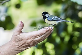 鳥,ave,動物