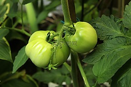 番茄,藤,蔬菜